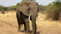 Slon, ilustrační fotografie.