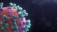 Covid-19 (koronavirus SARS-CoV-2), photo by Fusion Medical Animation