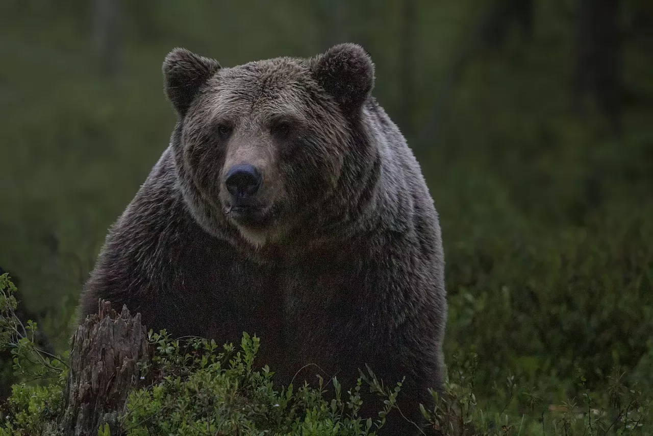 Medvěd, ilustrační fotografie.