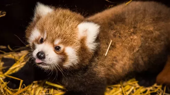 V pražské zoo se poprvé narodila dvojčata pandy červené