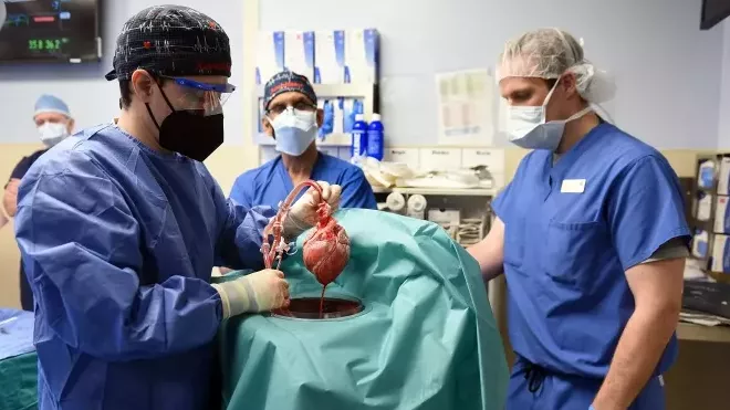 Lékaři v USA transplantovali pacientovi srdce geneticky modifikovaného prasete.