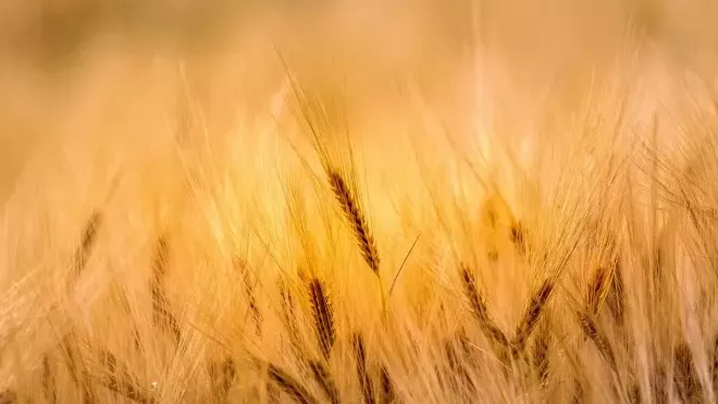 NASA: Rusko sklidilo v okupované části Ukrajiny pšenici za miliardu dolarů