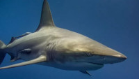 Žraloci, ilustrační fotografie