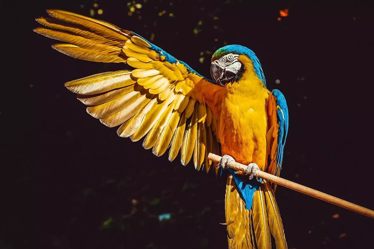 Papoušci, ilustrační foto