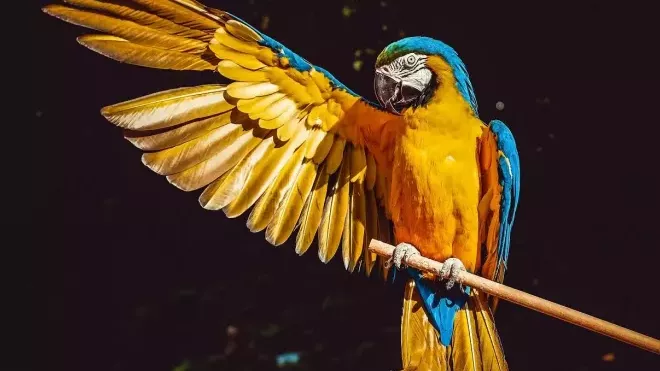 Papoušci, ilustrační foto